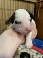 F1bb Cavapoo puppies