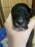 F1bb Cavapoo puppies