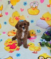 Mural Cavapoo