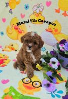 Cavapoo Puppies for sale in Scottsville, VA 24590, USA. price: $1,800