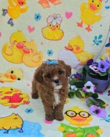 Mural Cavapoo