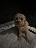 Female one year cavoodle for sale