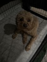 Female one year cavoodle for sale