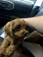 🐾 Meet Lilly – Energetic Mini Cavapoo, 3 Years Old – Spayed & Family-