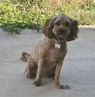 🐾 Meet Lilly – Energetic Mini Cavapoo, 3 Years Old – Spayed & Family-