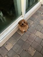 🐾 Meet Lilly – Energetic Mini Cavapoo, 3 Years Old – Spayed & Family-