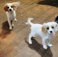 F1 CAVAPOO- Donatello