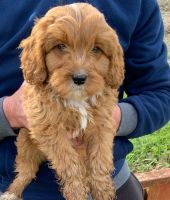 Cavapoo Puppies for sale in Flughafen, Frankfurt am Main-Frankfurt-Süd, Germany. price: 550 EUR