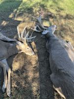 CavaPoo/Cavachon for sale