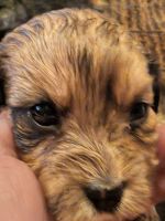 Cavapoo female puppy