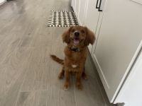 Cavapoo 6 mo old puppy