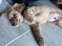Cavapoo 6 mo old puppy