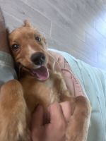 Cavapoo 6 mo old puppy