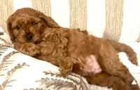 Cavoodle puppies for sale
