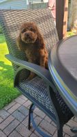 Cavapoo for sale