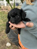 Cavapoo Puppies for sale in Vassar, KS, USA. price: $500