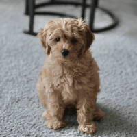 Mars – Adorable Toy Cavapoo Boy!