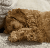 Mars – Adorable Toy Cavapoo Boy!
