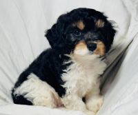 Cavapoo puppy available