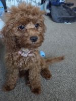 Cavapoo female