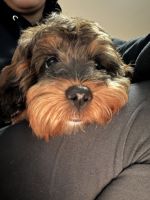 Cavapoo puppy (hypoallergenic)