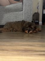 Cavapoo puppy (hypoallergenic)