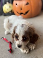 Cavapoo puppies for sale