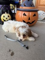 Cavapoo puppies for sale