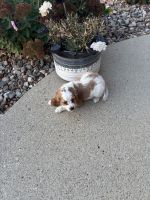 Cavapoo puppies for sale