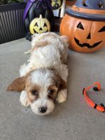 Cavapoo males puppies for sale