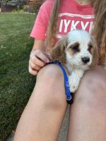 Cavapoo males puppies for sale