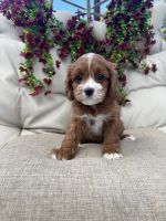 Red Velvet Cavapoos