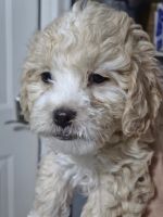 Three cavapoo puppies,pick the one you like .