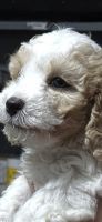 Three cavapoo puppies,pick the one you like .