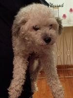 Cavapoo Puppies for sale in Akron, OH, USA. price: $500