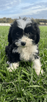 Cavapoo Puppies for sale in Peebles, OH 45660, USA. price: $900