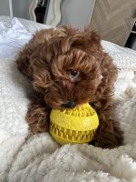 GORGEOUS TINY RED CAVOODLE