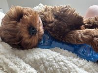 GORGEOUS TINY RED CAVOODLE
