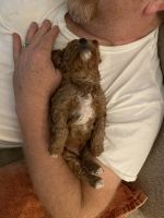 Female toy Irish Cavapoo puppy
