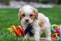 Affordable Cavapoo Puppies