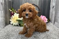 Affordable Cavapoo Puppies