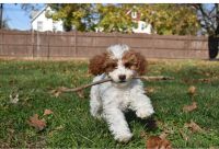 Adorable Cavpoo\'s NJ