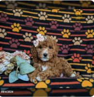 Adorable Cavpoo\'s NJ