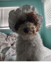 Adorable Cavpoo\'s NJ