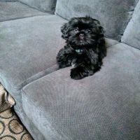 Shih Tzu Puppies Shih Tzu