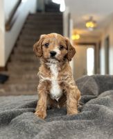 Arlo, Cavapoo