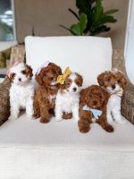 Cavapoo Puppies for sale in Brooklyn, NY, USA. price: $1,200