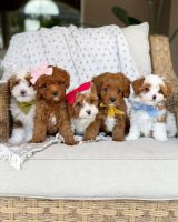 Fb1 Toy Cavapoo Puppies Looking For New Homes