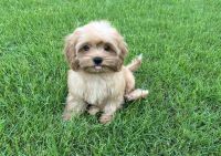 Discover Your Perfect Cavapoo Puppies for sale in Dubai