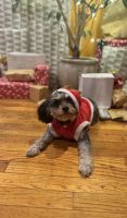 Cavapoo Puppies for sale in Haverhill, MA, USA. price: $700